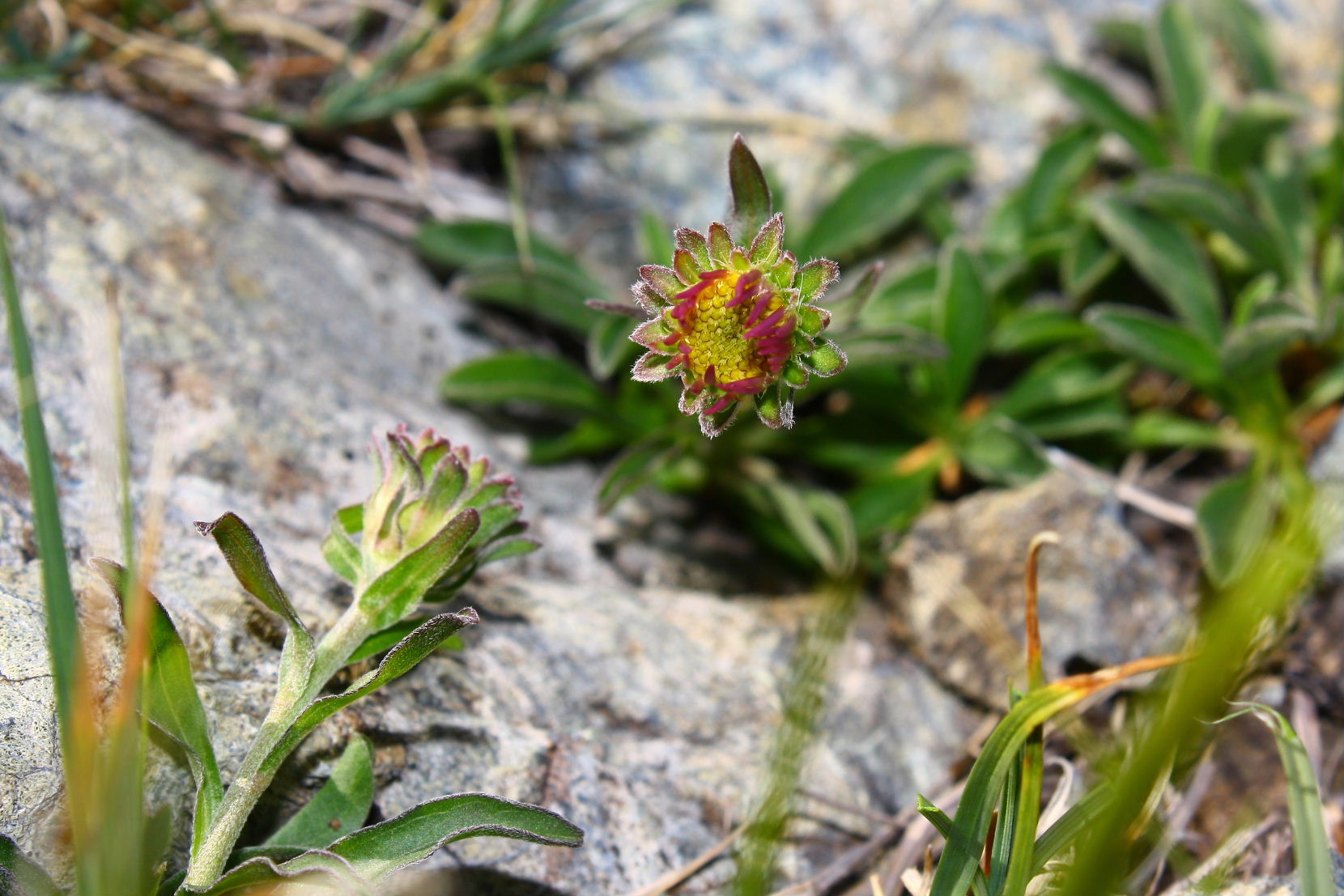 Aster alpinus / Astro alpino